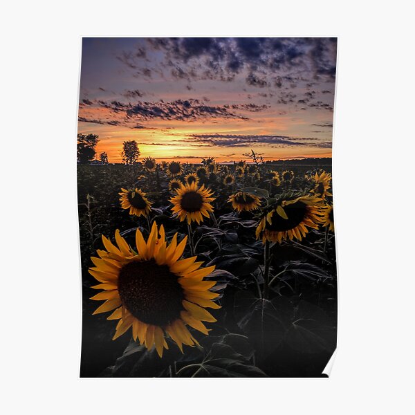 Sunflowers at Sunset Poster