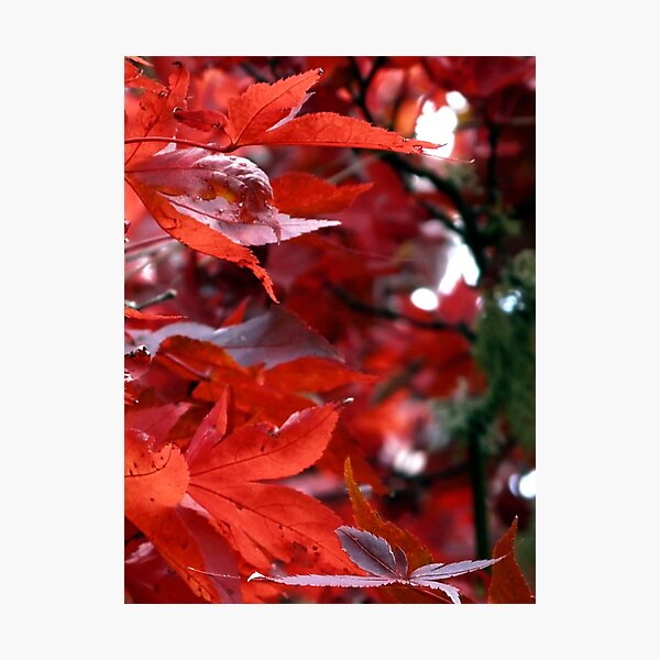 Artikelvorschau, red leaves entworfen und verkauft von tego53.