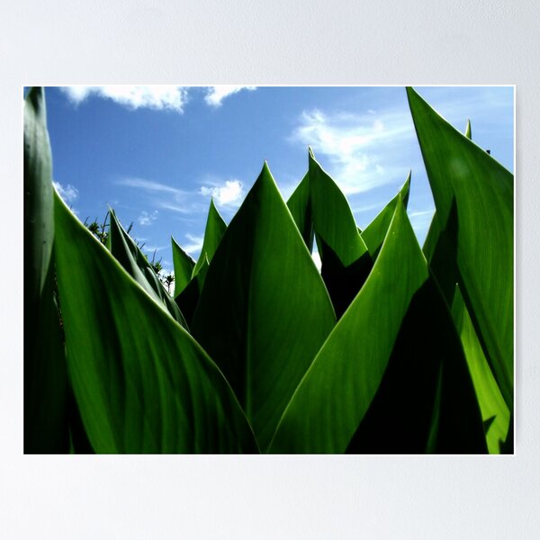 Item preview, Canna Leaves designed and sold by David Mellor.