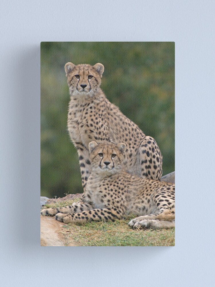 Alternate view of Brothers Canvas Print