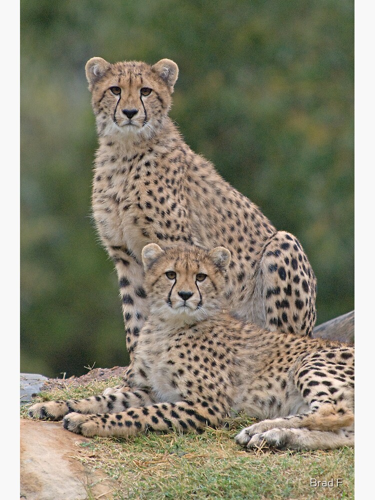 Brothers by bfra