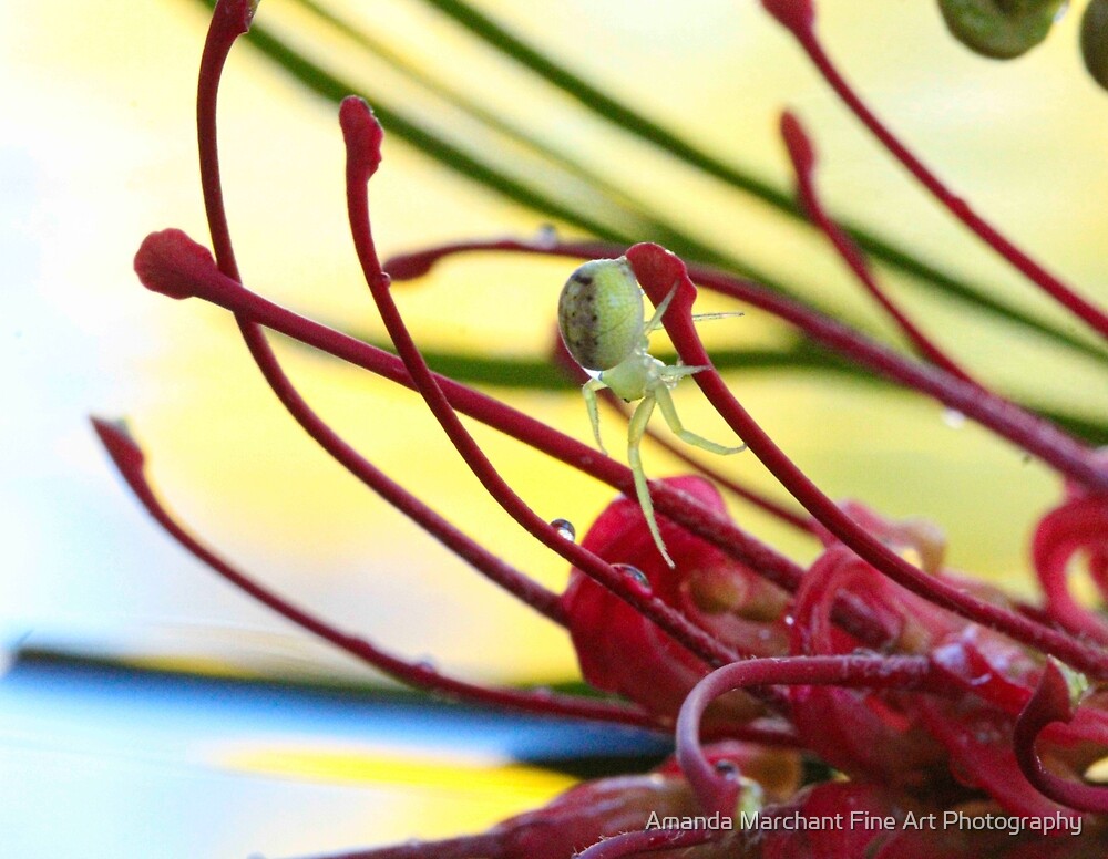 "green crab spider on Grevillia Weranga QLD Australia" by The