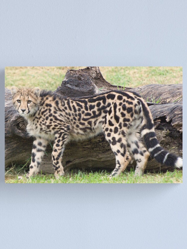 Alternate view of Female - King Cheetah Canvas Print