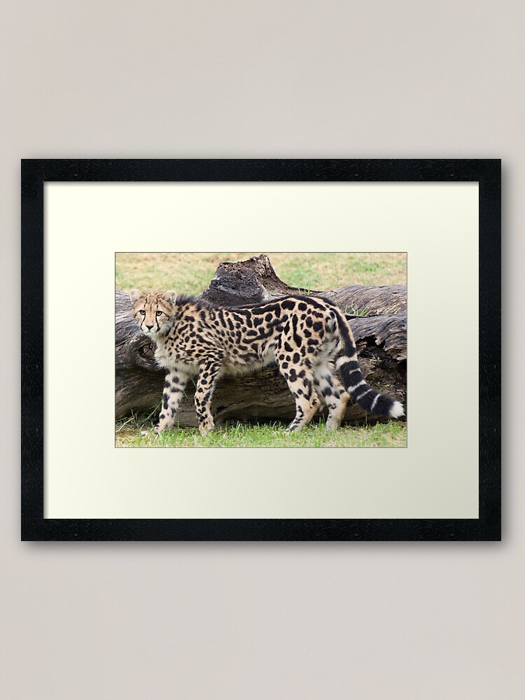Alternate view of Female - King Cheetah Framed Art Print