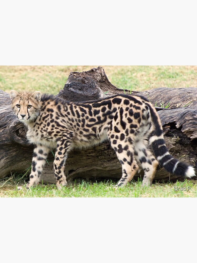 Female - King Cheetah by bfra