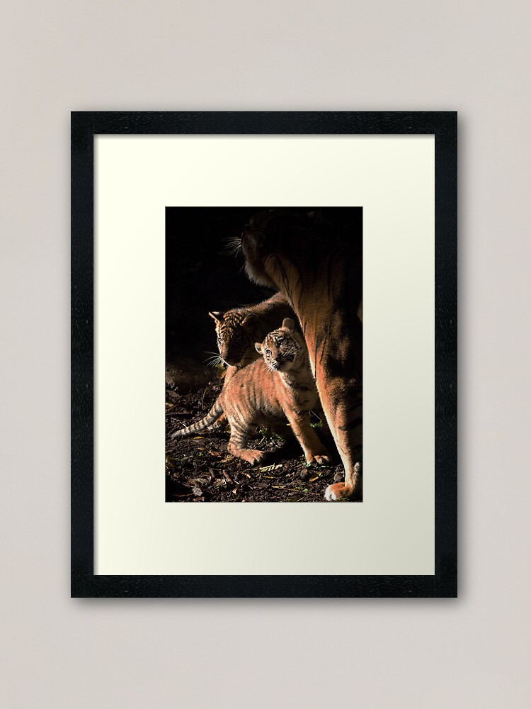 Alternate view of Binjai and 2 of her babies - Rani & Hutan Framed Art Print
