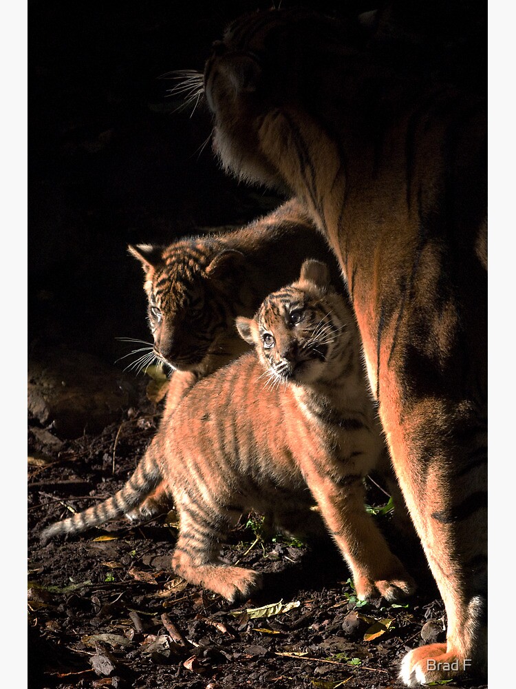 Binjai and 2 of her babies - Rani & Hutan by bfra