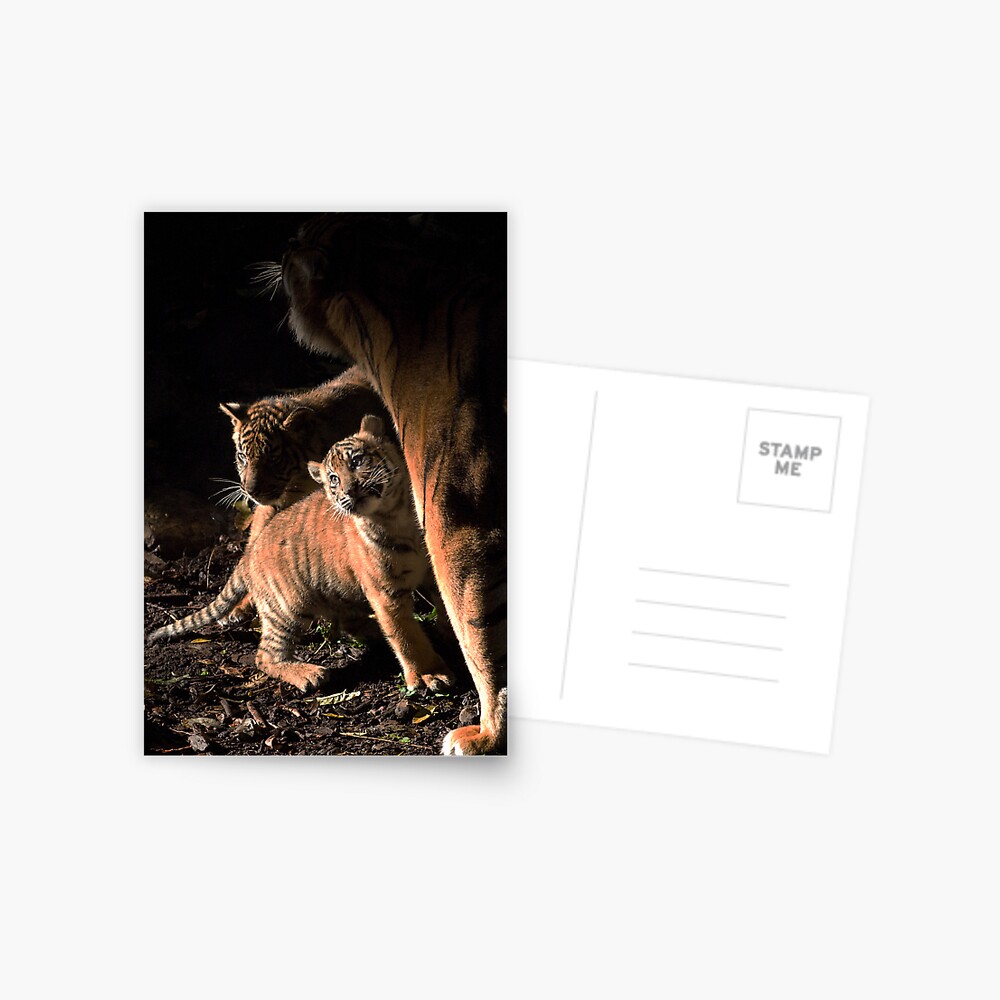 Binjai and 2 of her babies - Rani & Hutan Postcard
