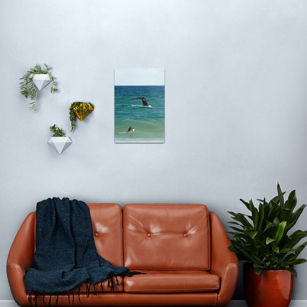 Southern Right Whale Metal Print