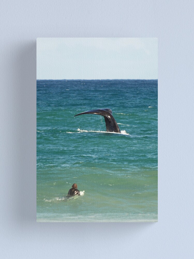 Alternate view of Southern Right Whale Canvas Print