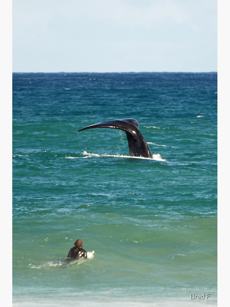 Southern Right Whale by bfra