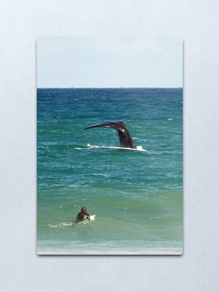 Alternate view of Southern Right Whale Metal Print