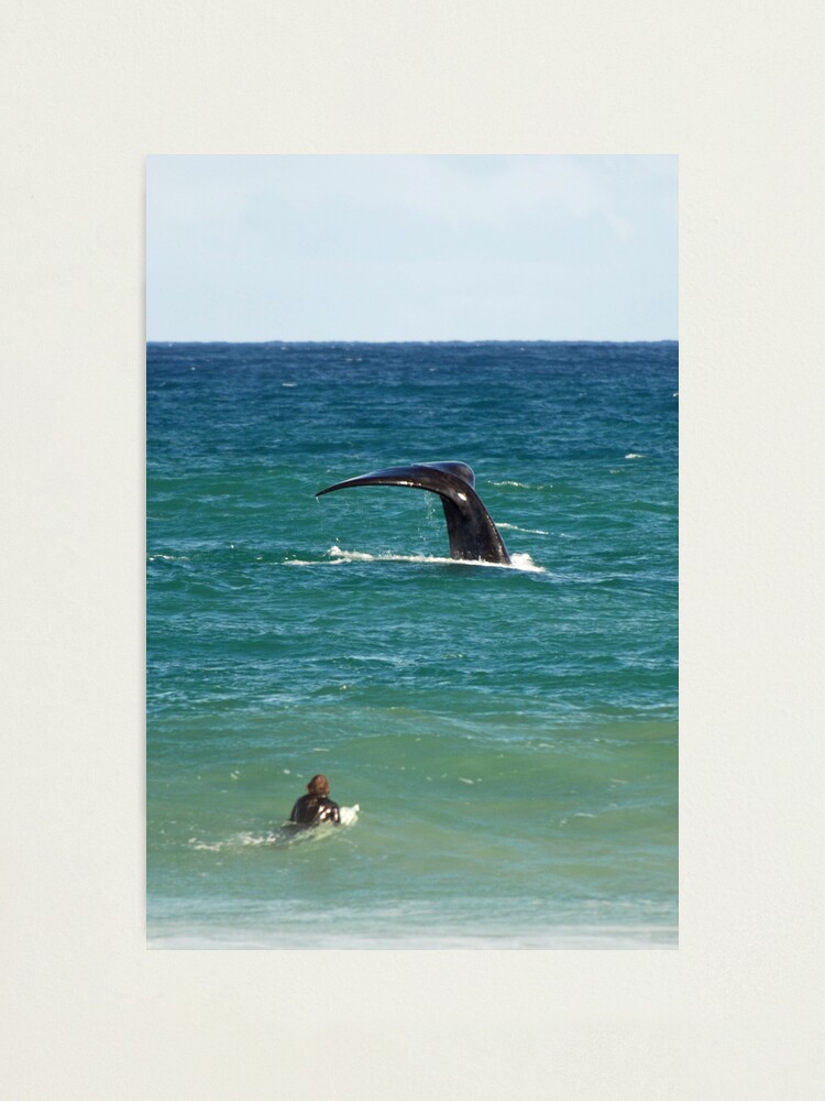 Alternate view of Southern Right Whale Photographic Print
