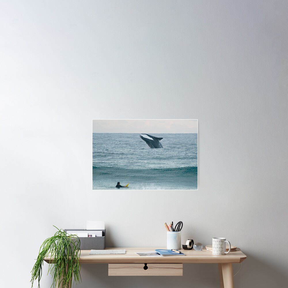 Southern Right Whale Poster