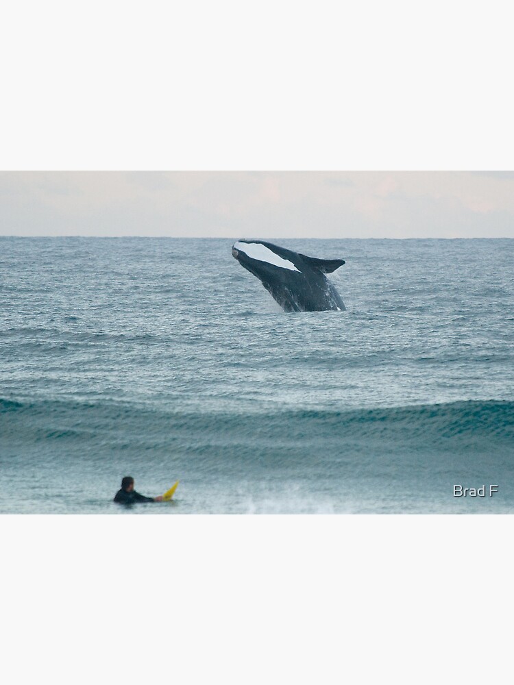 Southern Right Whale by bfra