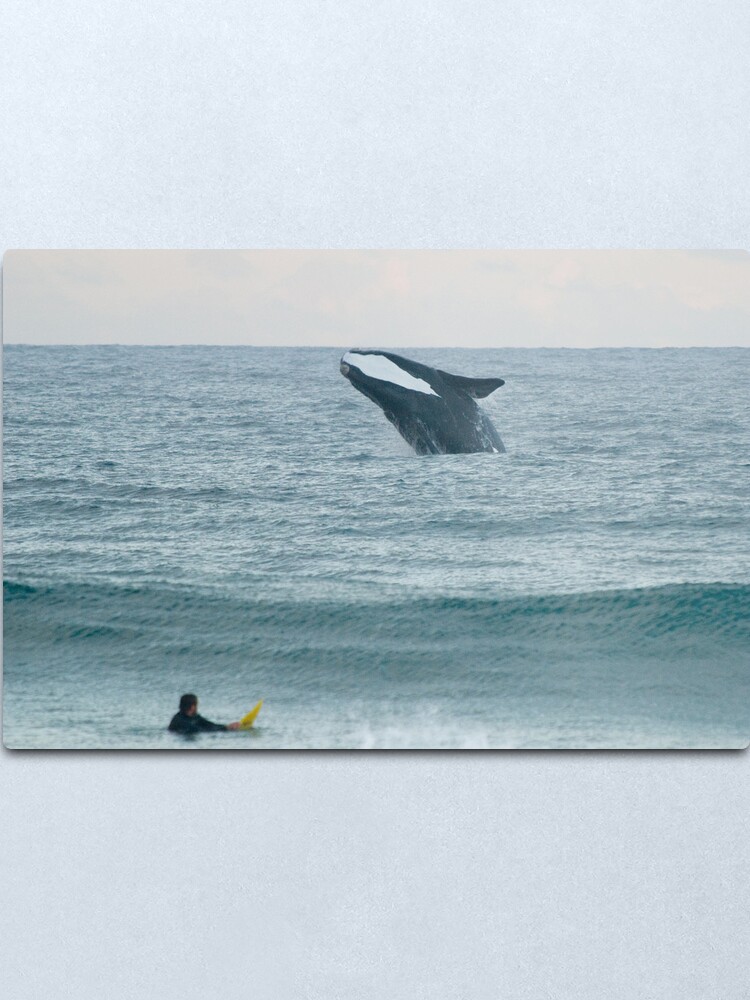 Alternate view of Southern Right Whale Metal Print
