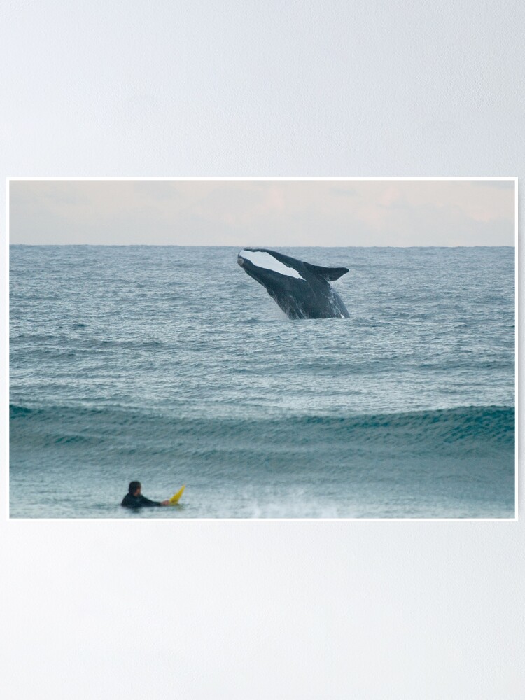 Alternate view of Southern Right Whale Poster
