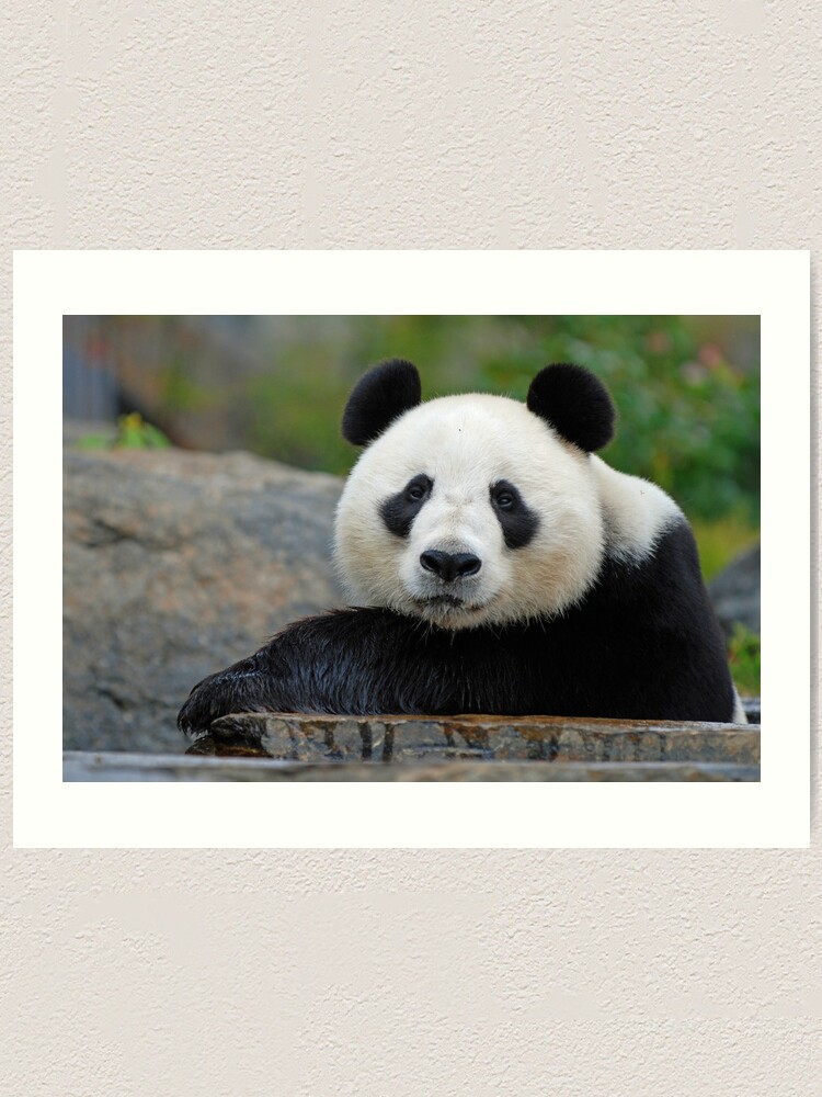 Alternate view of Wang Wang Art Print