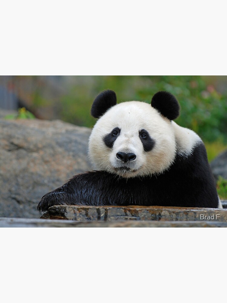 Wang Wang by bfra