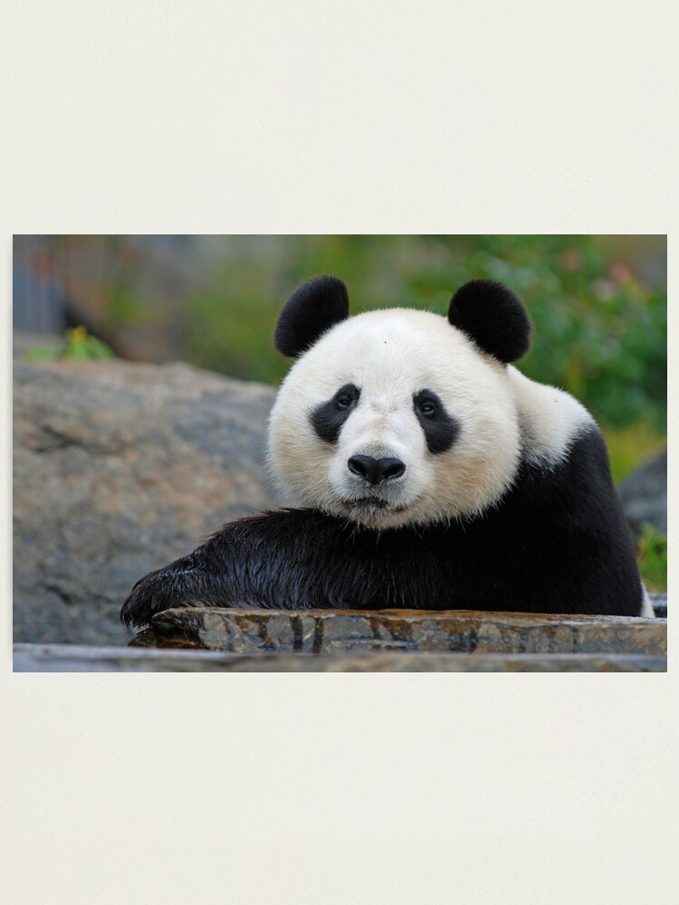 Alternate view of Wang Wang Photographic Print