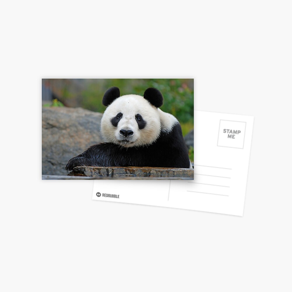 Wang Wang Postcard
