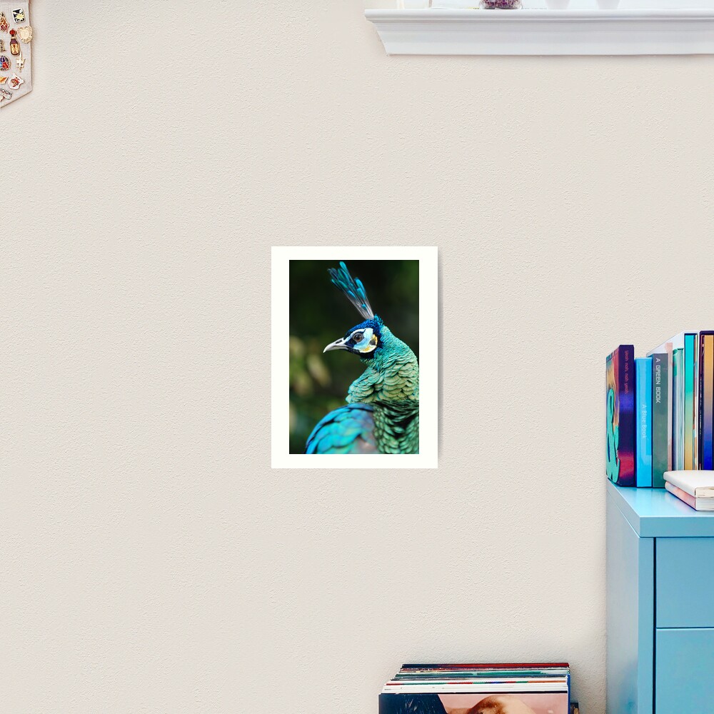 As proud as a Peacock Art Print