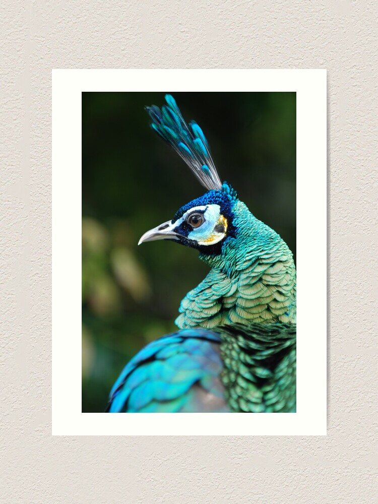 Alternate view of As proud as a Peacock Art Print