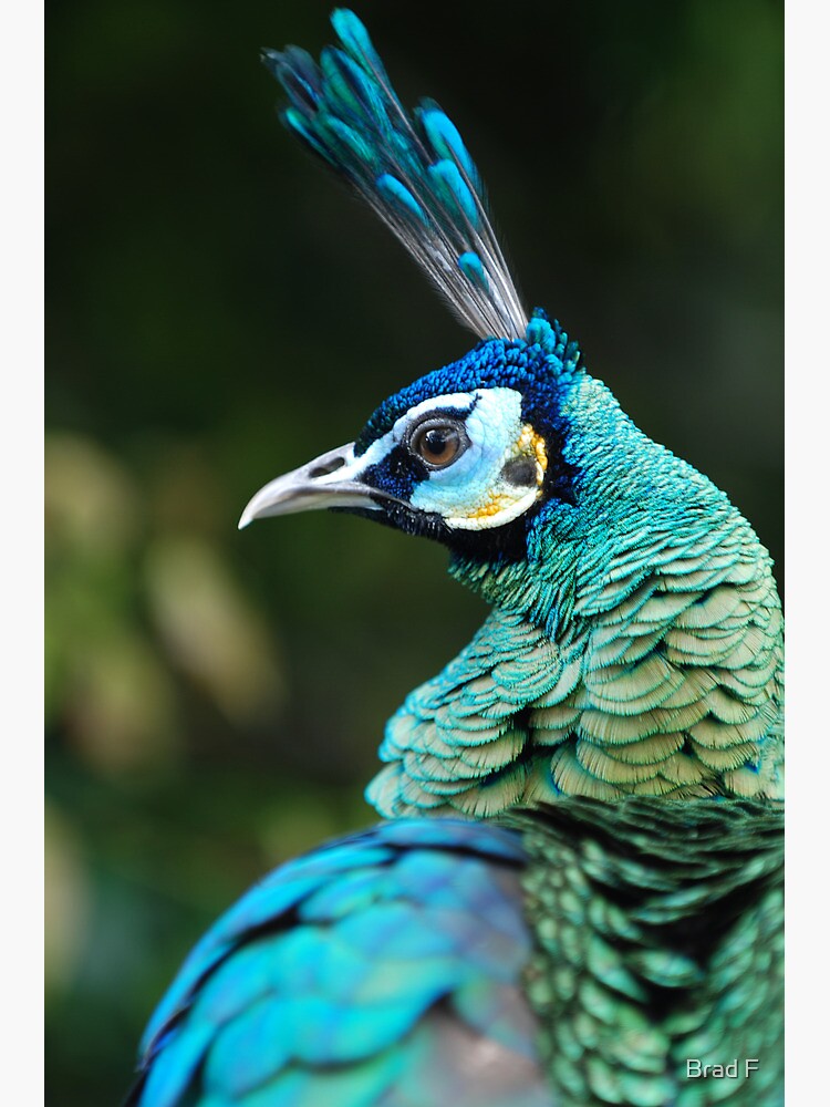 As proud as a Peacock by bfra
