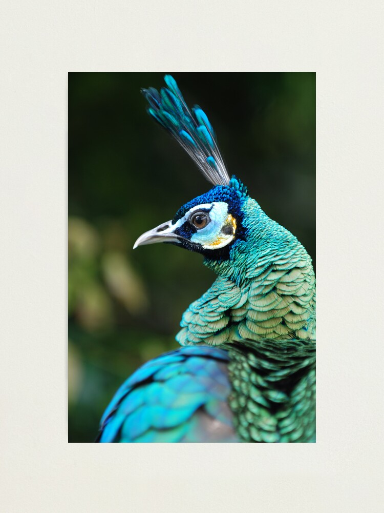Alternate view of As proud as a Peacock Photographic Print