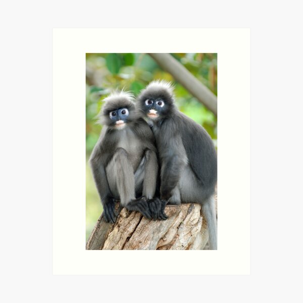 Dusky Leaf Monkeys Art Print