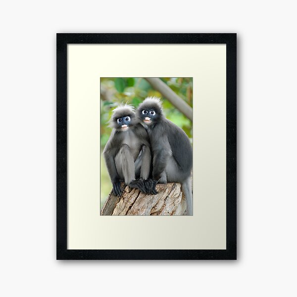 Dusky Leaf Monkeys Framed Art Print