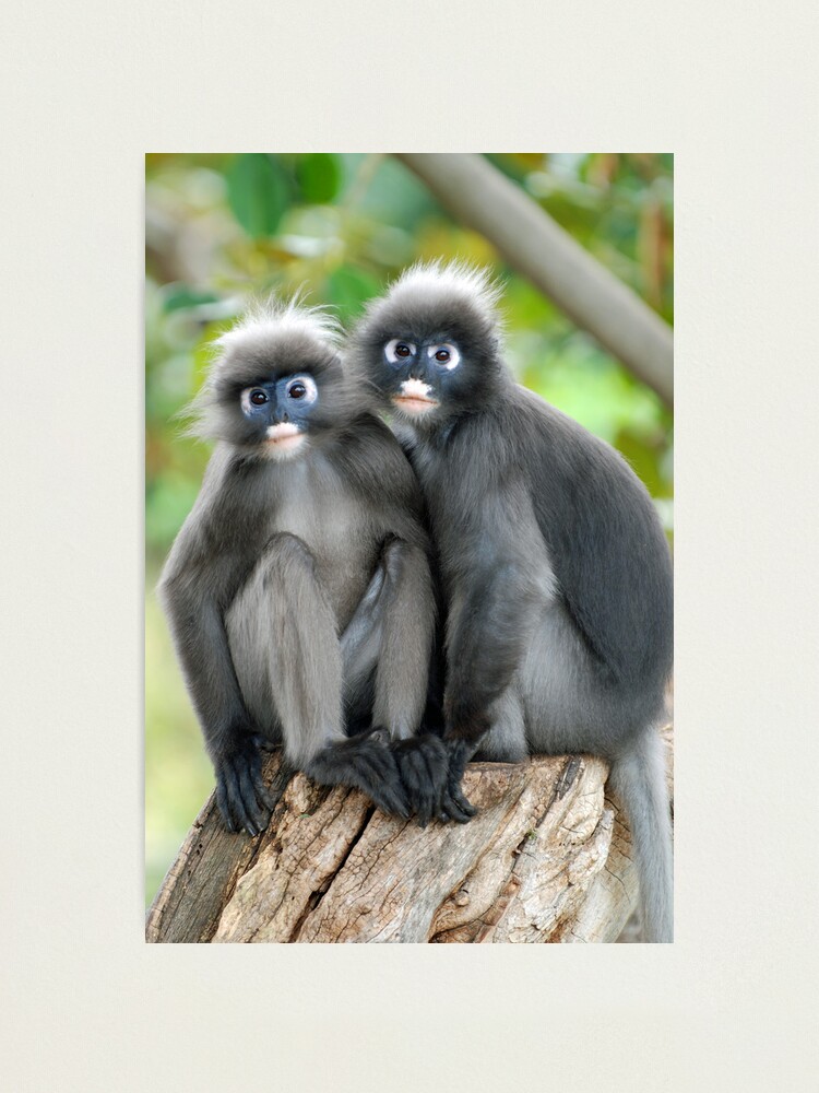 Alternate view of Dusky Leaf Monkeys Photographic Print