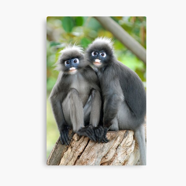 Dusky Leaf Monkeys Canvas Print