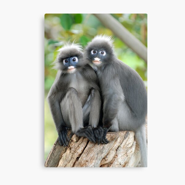 Dusky Leaf Monkeys Metal Print