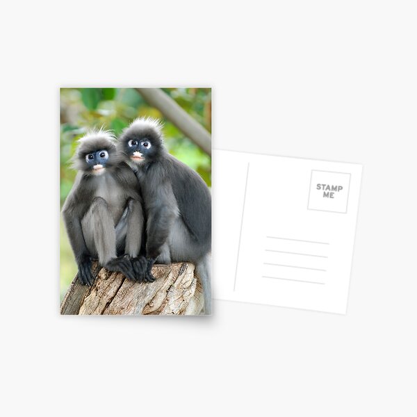 Dusky Leaf Monkeys Postcard