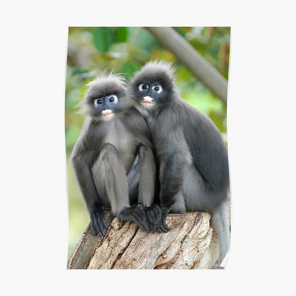 Dusky Leaf Monkeys Poster