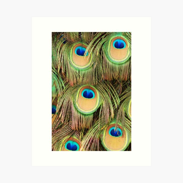 Peacock tail Art Print