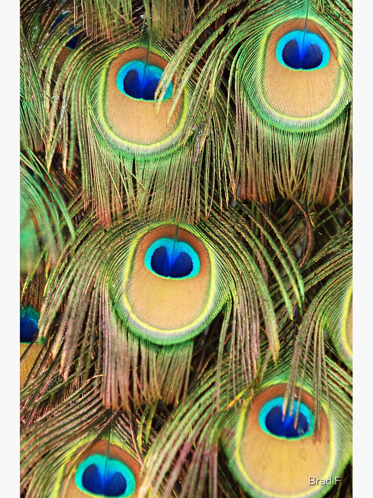 Peacock tail by bfra