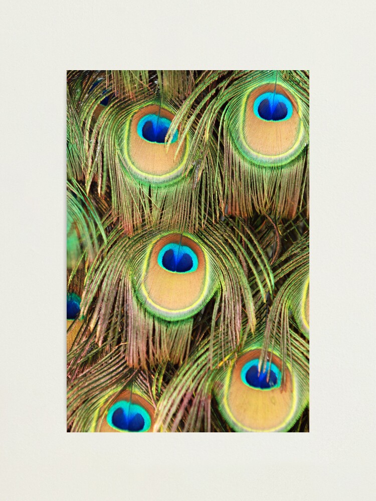 Alternate view of Peacock tail Photographic Print