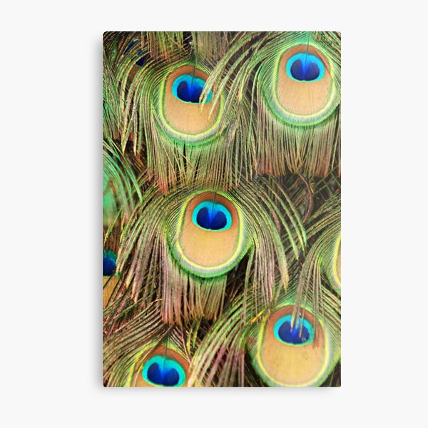 Peacock tail Metal Print