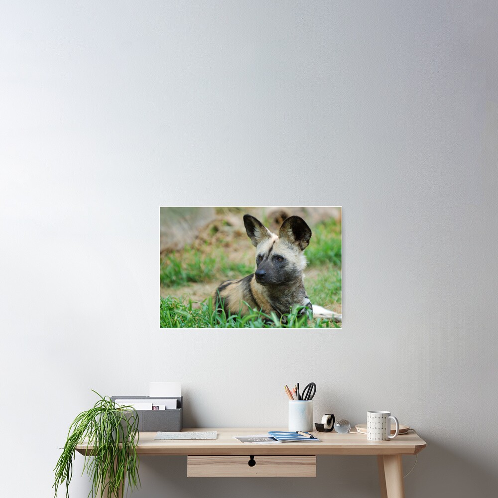 African Wild Dog Poster