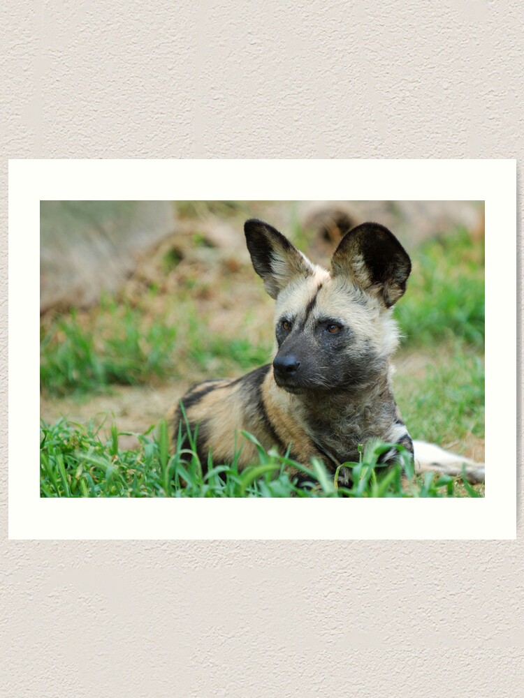 Alternate view of African Wild Dog Art Print