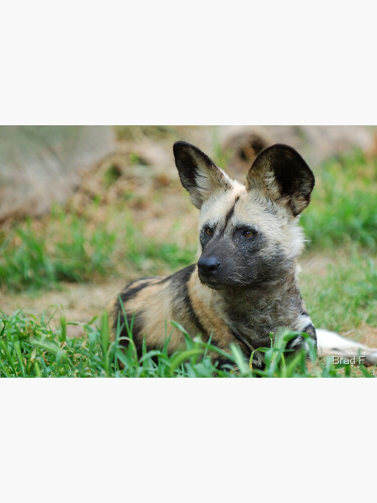 African Wild Dog by bfra