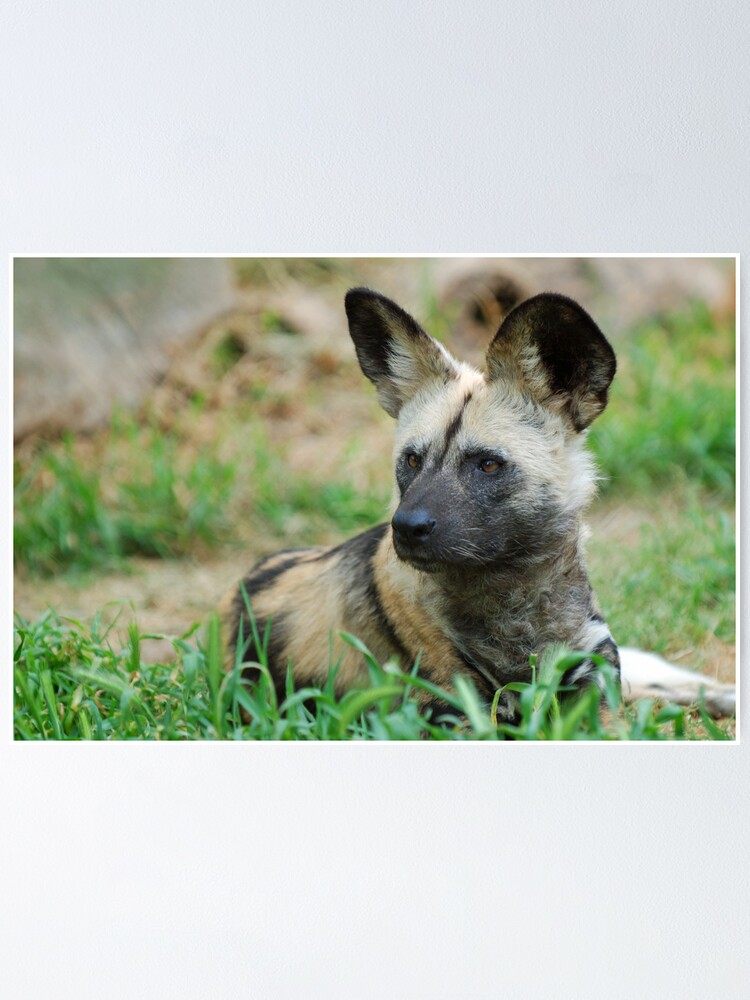 Alternate view of African Wild Dog Poster