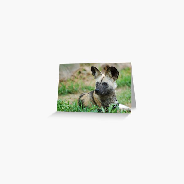 African Wild Dog Greeting Card