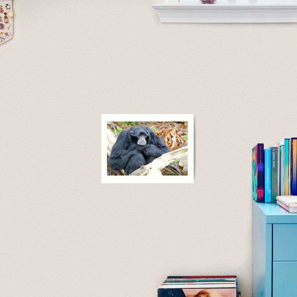 Siamang Art Print