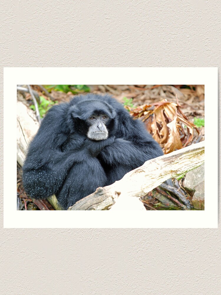 Alternate view of Siamang Art Print