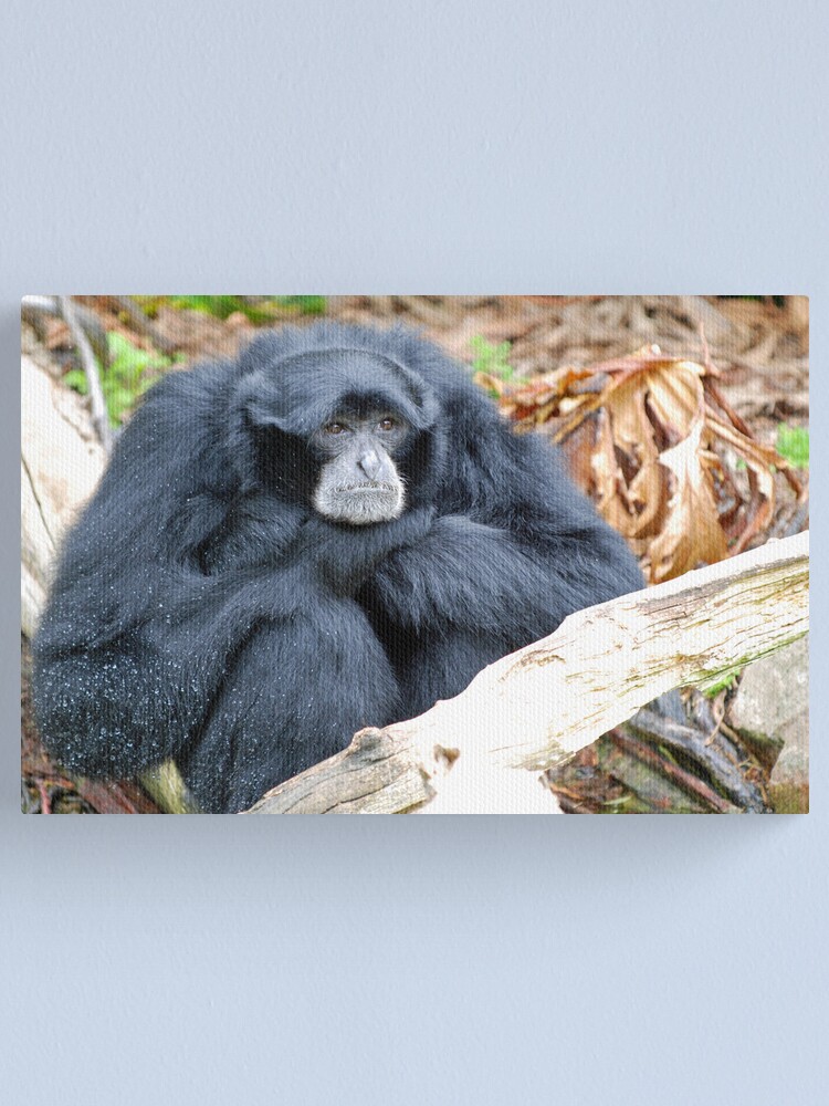 Alternate view of Siamang Canvas Print