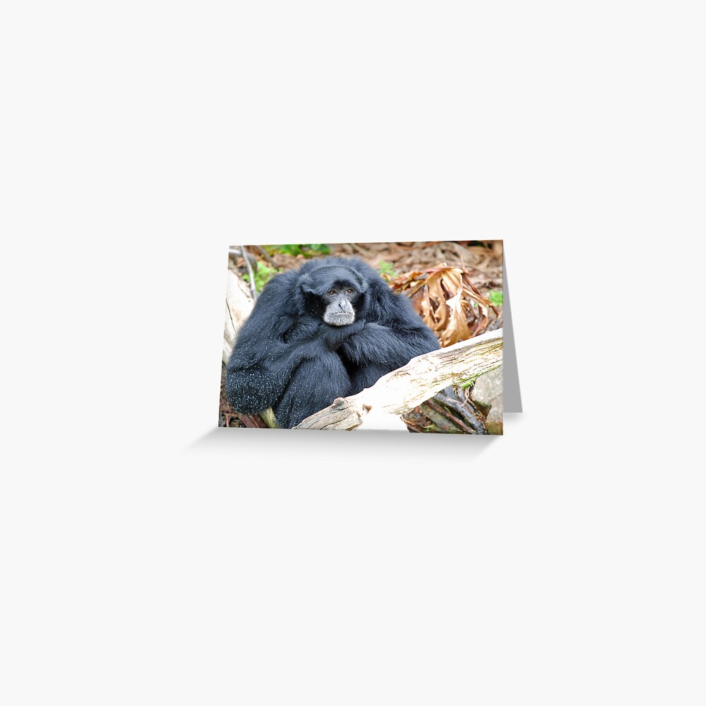 Siamang Greeting Card