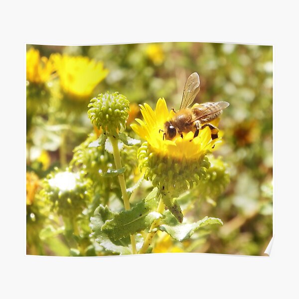 Honey Bee Poster